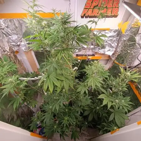 GROWBOX 3