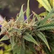 GROWBOX 4 (17.+18.+19.+20.+21.)