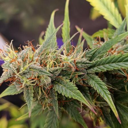 GROWBOX 4 (17.+18.+19.+20.+21.)