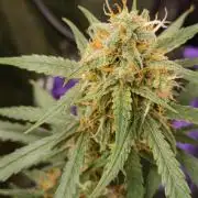 GROWBOX 4 (17.+18.+19.+20.+21.)