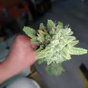 GROWBOX 4 (17.+18.+19.+20.+21.)