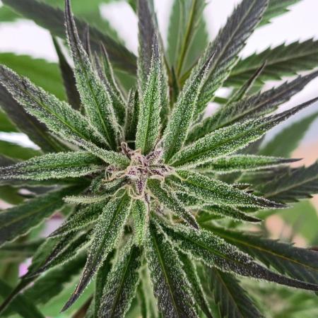 OUTDOOR GROWBOX 1 (5.+5.1+6.+7)
