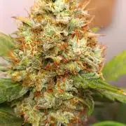 42 Fast BUDS - 3. Pineapple Express