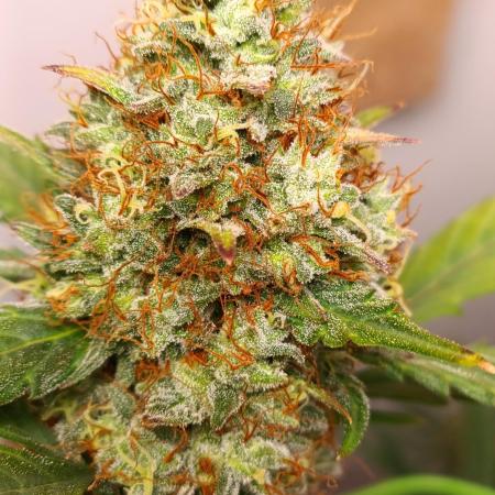 42 Fast BUDS - 3. Pineapple Express