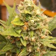 GROWBOX 3 (14.+15.+16.)