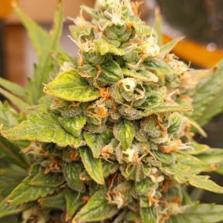 GROWBOX 3 (14.+15.+16.)