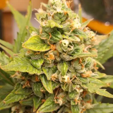 GROWBOX 3 (14.+15.+16.)