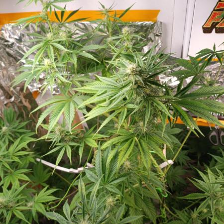 GROWBOX 3 (14.+15.+16.)