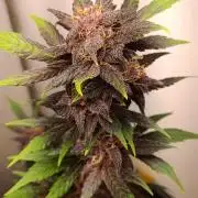 42 Fast BUDS - 1. Lemon Cherry Copkie
