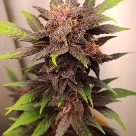 42 Fast BUDS - 1. Lemon Cherry Cookie