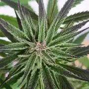 OUTDOOR GROWBOX 1 (5.+6.+6.1+7)