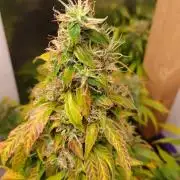 GROWBOX 4 (17.+18.+19.+20.+21.)