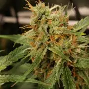 GROWBOX 4 (17.+18.+19.+20.+21.)