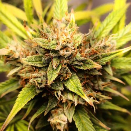 42 Fast BUDS - 4. Strawberry Pie