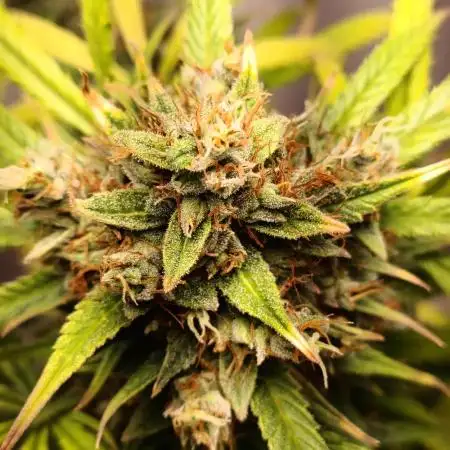 42 Fast BUDS - 4. Strawberry Pie