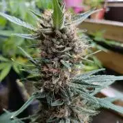 42 Fast BUDS - 2. Purple Punch
