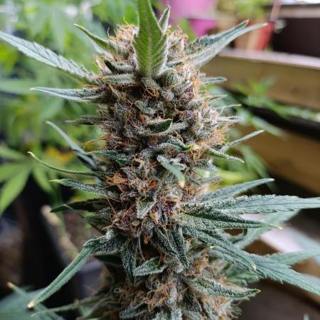 42 Fast BUDS - 2. Purple Punch
