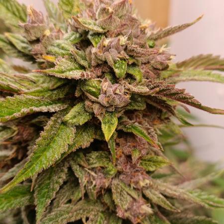 GROWBOX 2 (11.+12.+13.)