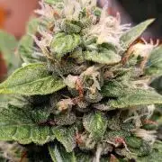 GROWBOX 3 (14.+15.+16.)
