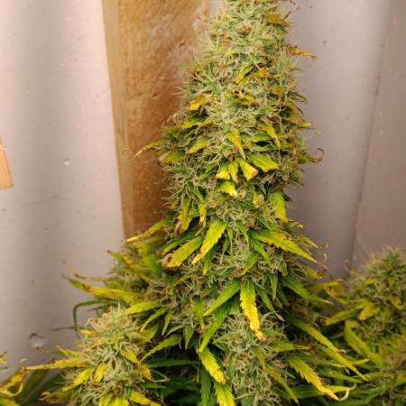 GROWBOX 1 (8.+9.+10.)