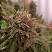 GROWBOX 2 (11.+12.+13.)