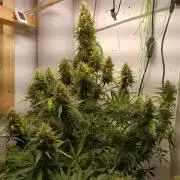 GROWBOX 1 (8.+9.+10.)