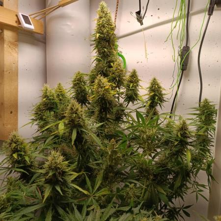 GROWBOX 1 (8.+9.+10.)