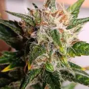 GROWBOX 1 (8.+9.+10.)