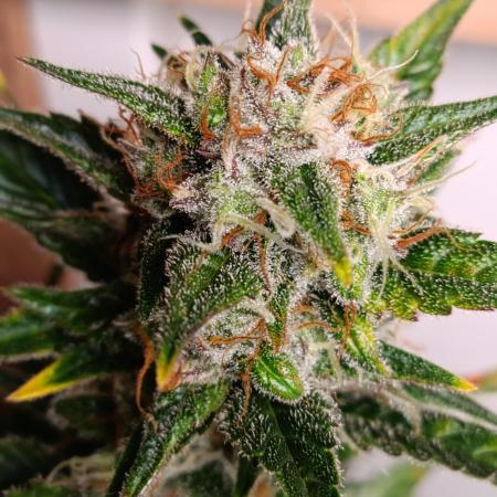 GROWBOX 1 (8.+9.+10.)
