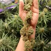 GROWBOX 4 (17.+18.+19.+20.+21.)
