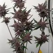 42 Fast BUDS - 1. Lemon Cherry Copkie