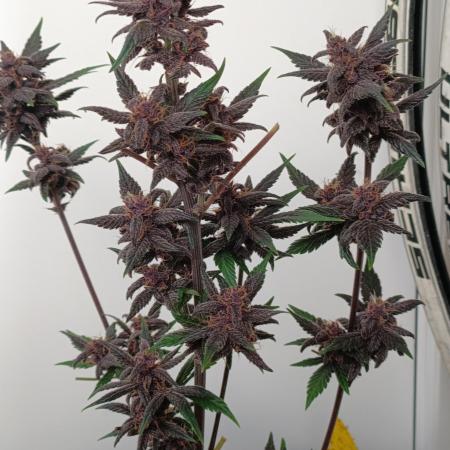 42 Fast BUDS - 1. Lemon Cherry Copkie