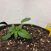 Bloomtastic's Happyplace