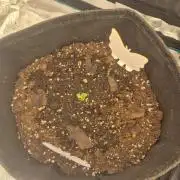 FF MixPack MarsHydro SpiderFarmer
