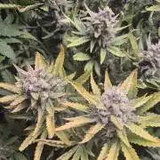 Tropicana Cookie Auto