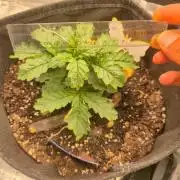 FF MixPack MarsHydro SpiderFarmer