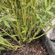 Tropicana Cookie Auto