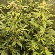 FF MixPack MarsHydro SpiderFarmer