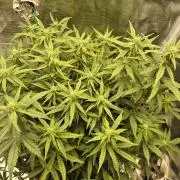 Tropicana Cookie Auto