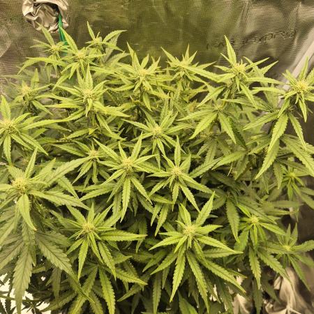 Tropicana Cookie Auto