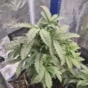 FF MixPack MarsHydro SpiderFarmer