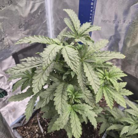 FF MixPack MarsHydro SpiderFarmer