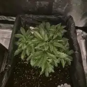 Tropicana Cookie Auto