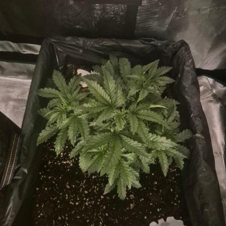 Tropicana Cookie Auto