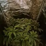FF MixPack MarsHydro SpiderFarmer