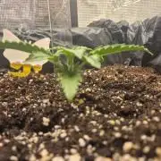 Tropicana Cookie Auto