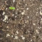 Tropicana Cookie Auto