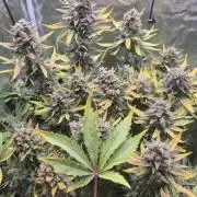 Tropicana Cookie Auto