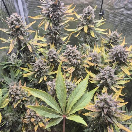 Tropicana Cookie Auto