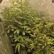FF MixPack MarsHydro SpiderFarmer
